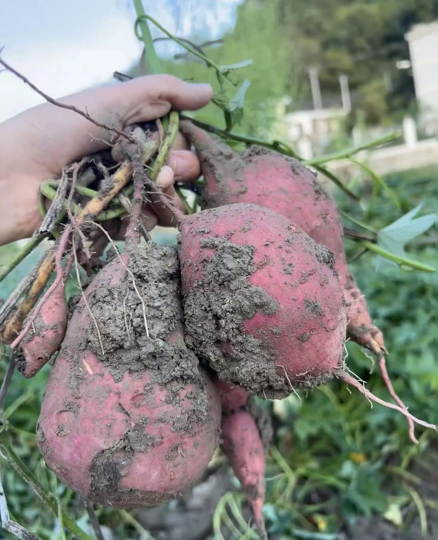 四川巴中本地黄心红薯 农家自种 白肉红苕地瓜