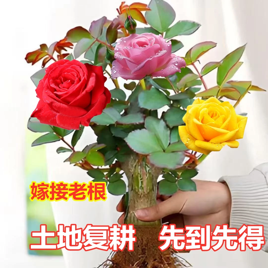 多色嫁接玫瑰老桩大花月季花苗老根室外花卉盆栽地栽阳台四季开花