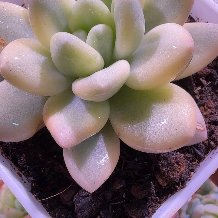 新香水锦复伦多肉锦