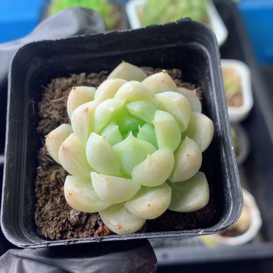 58包邮  群生不包整 24