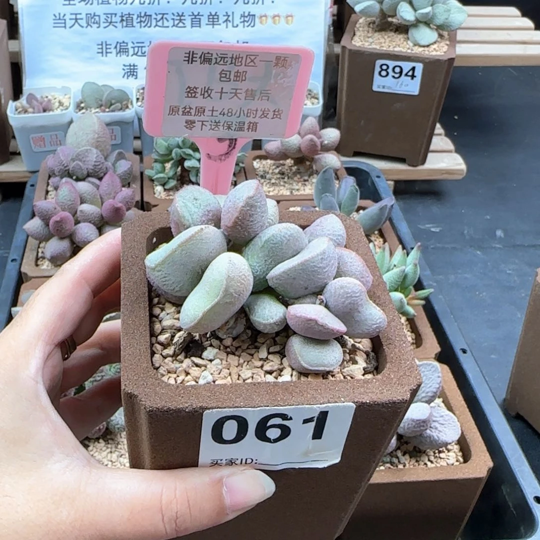 061黛安娜多肉植物