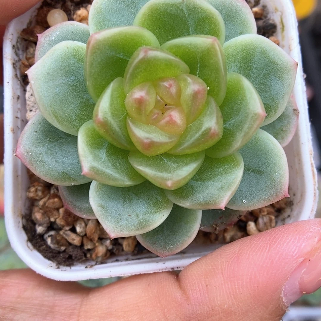 x7灯泡心珍妮516号