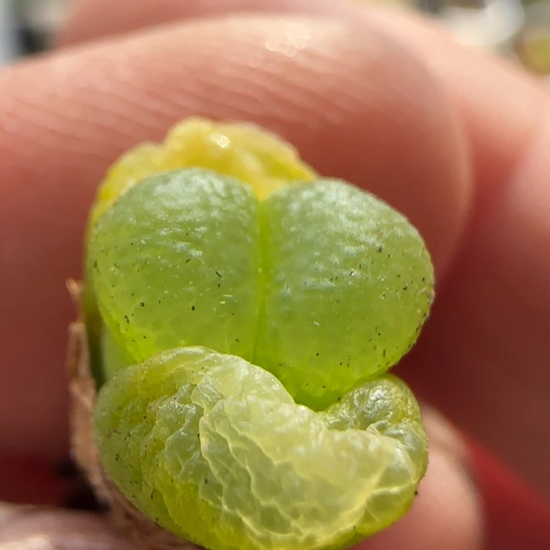 【闪购商品】鱼*8336