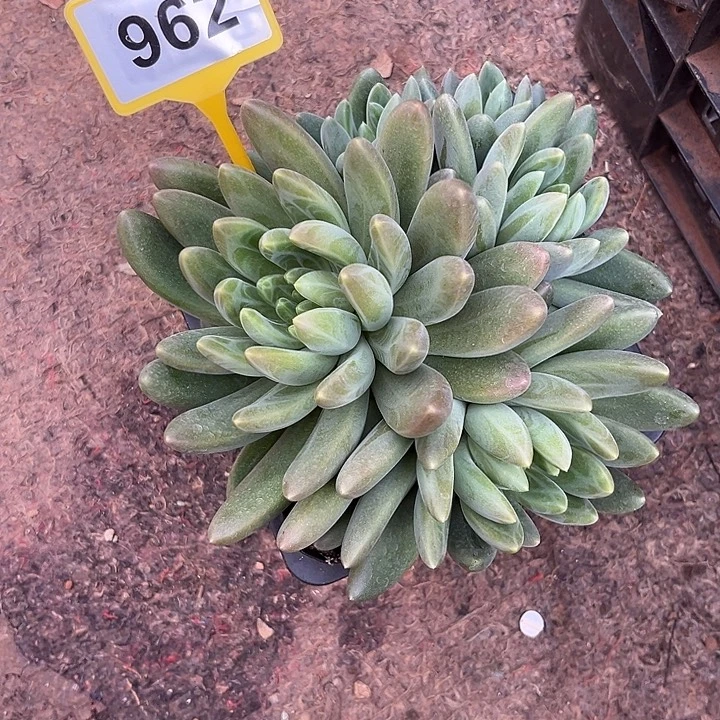 多肉植物橙色奇迹962