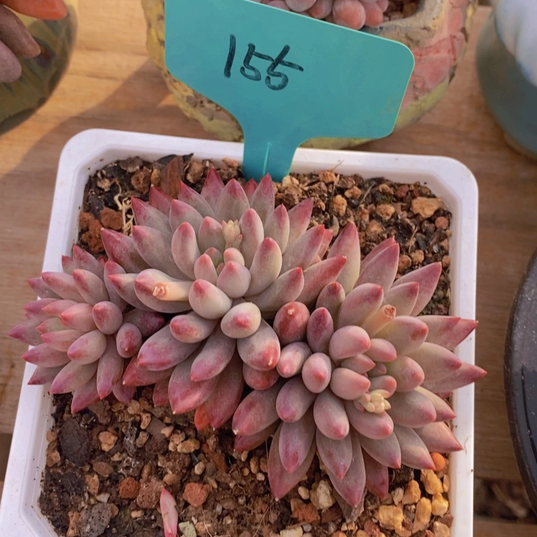 精品多肉，一物一拍，看准下单