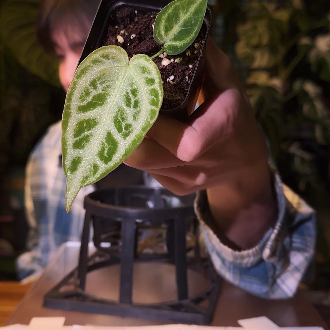 不开花植物V179银色面纱杂撕裂银虎