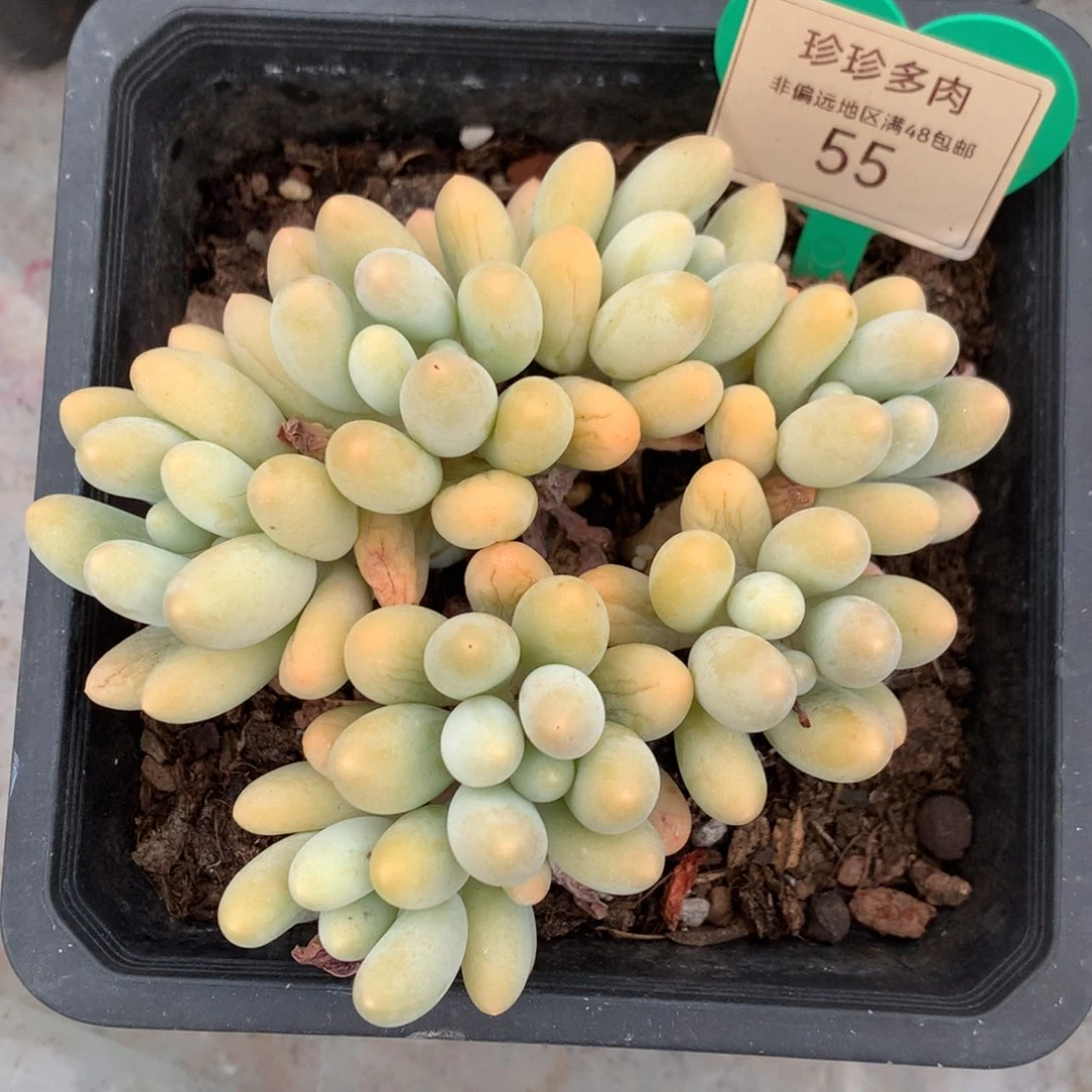 兰****?汤圆无砍平头黄体55