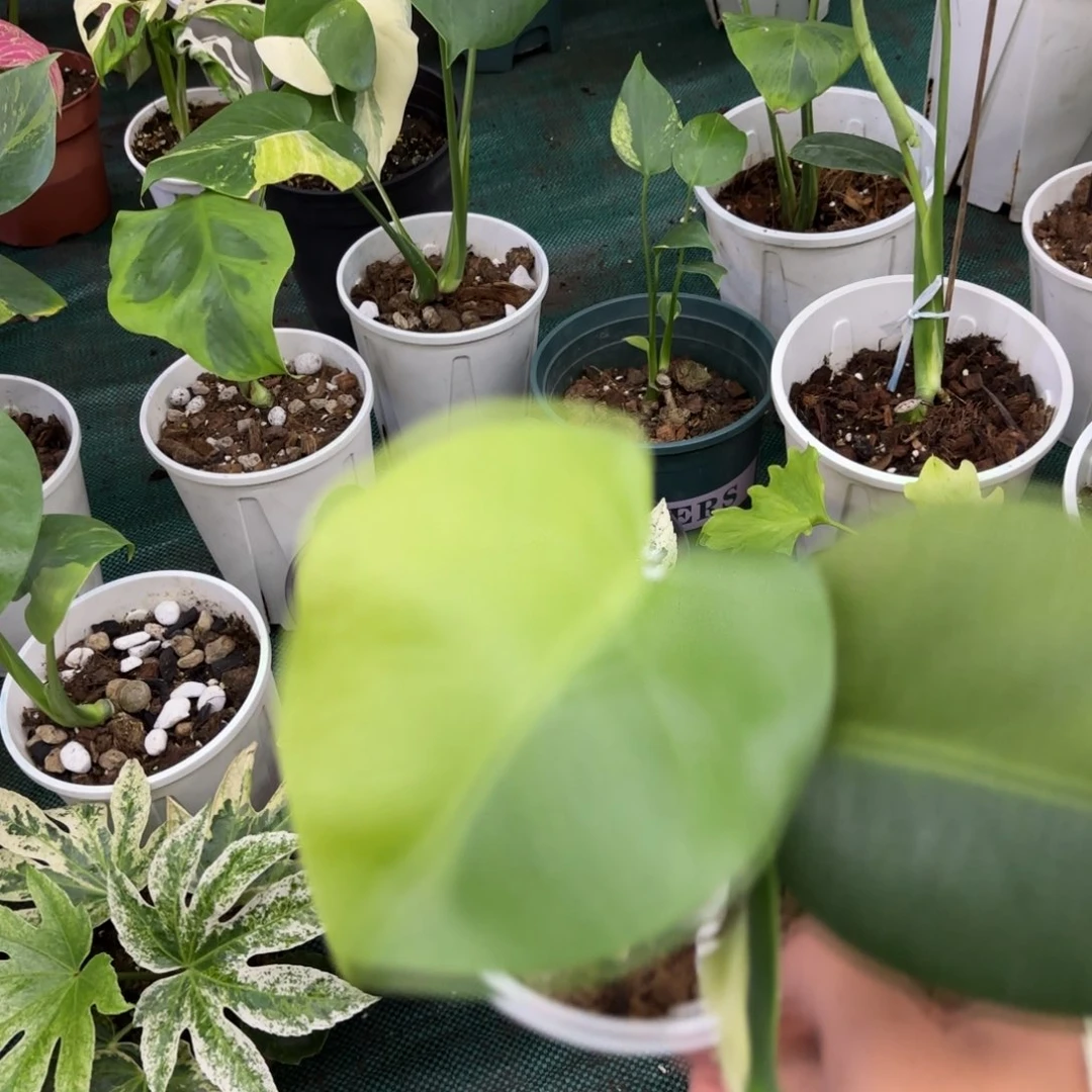 完全开放龟背竹特殊个体籽播