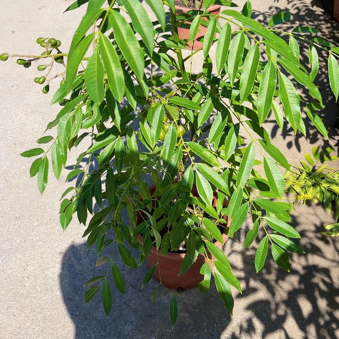 我***欣无花朵橄榄888888888