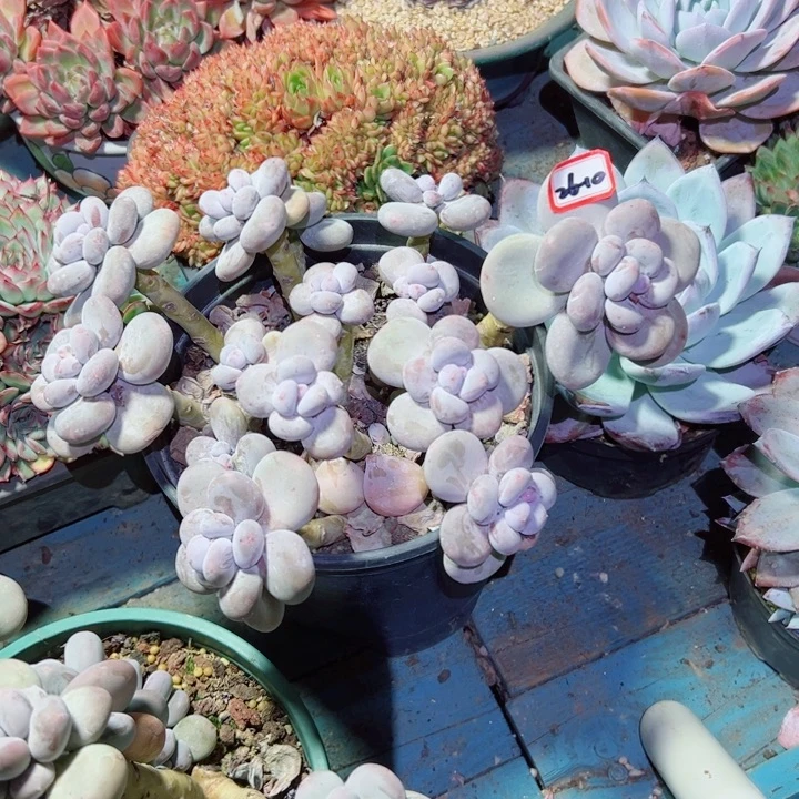 精品多肉植物老桩大叶奶