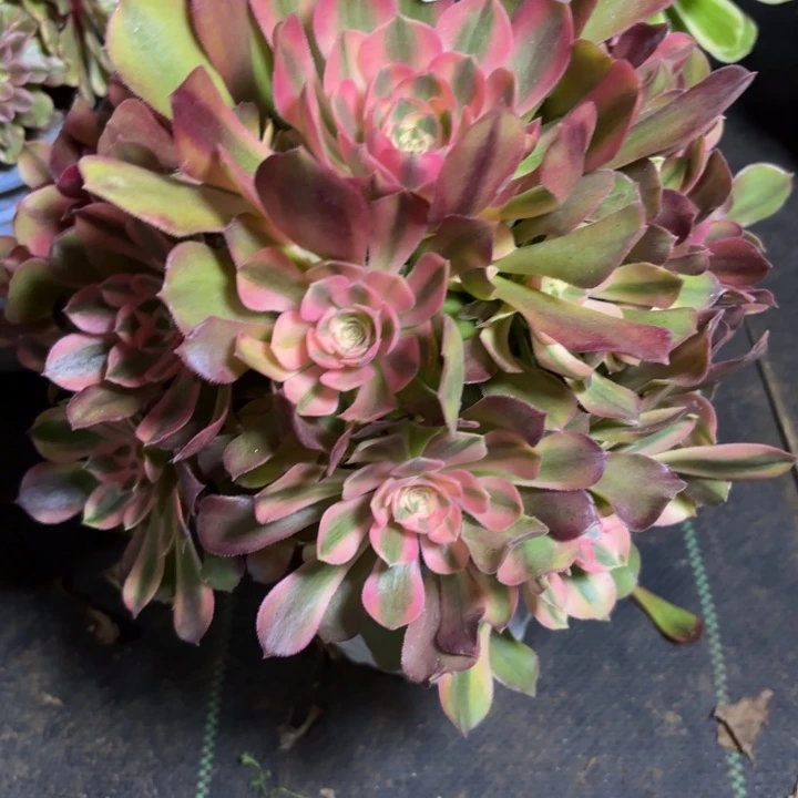 瑞妈一物一拍 385