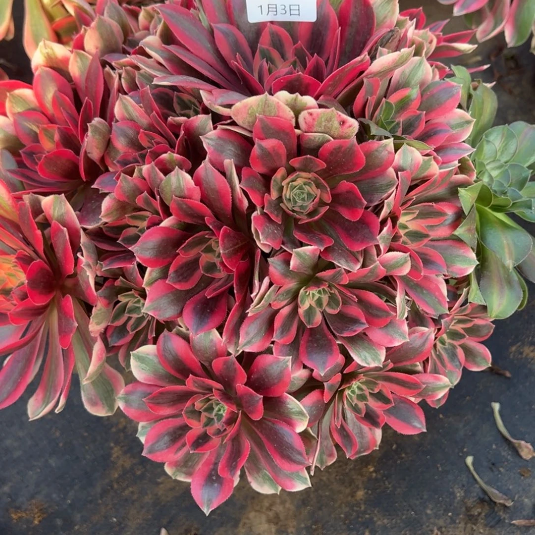 1.3-37女妖多肉植物