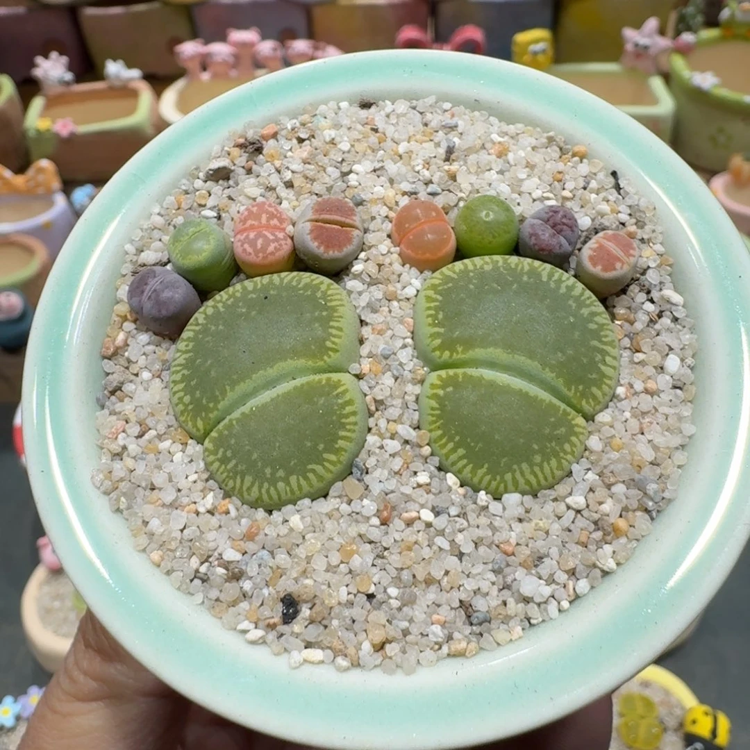 蘑菇1278彩拼脚丫多肉植物