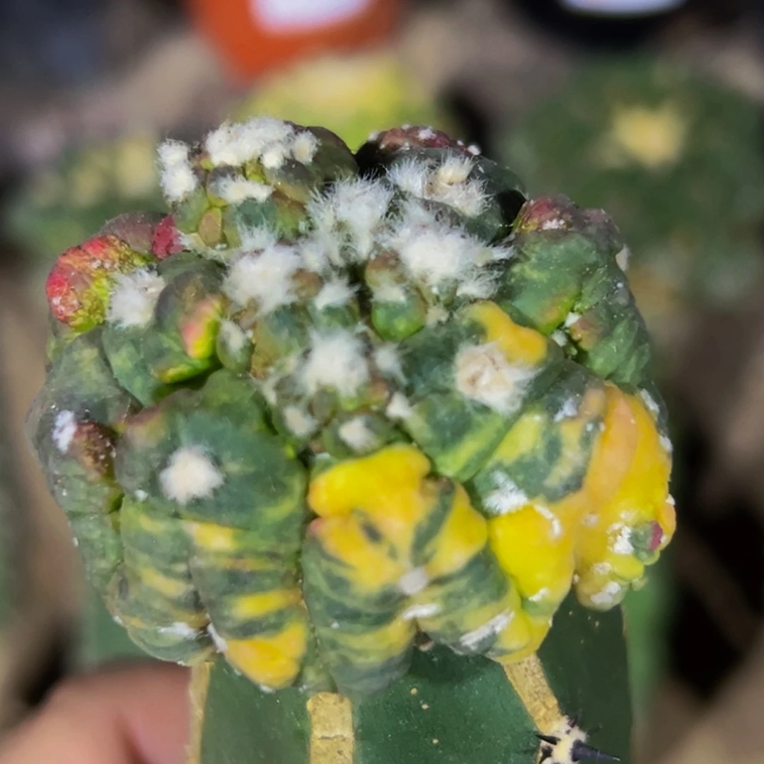 无花朵散班花锦龟甲悟空兜缀化锦589