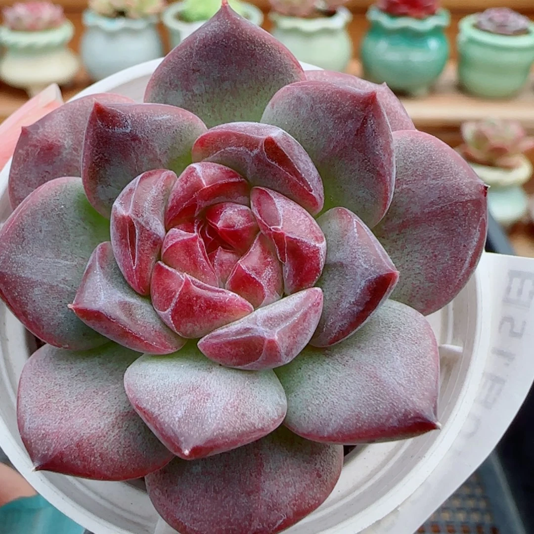 花语逸镜1015-393天使琥珀