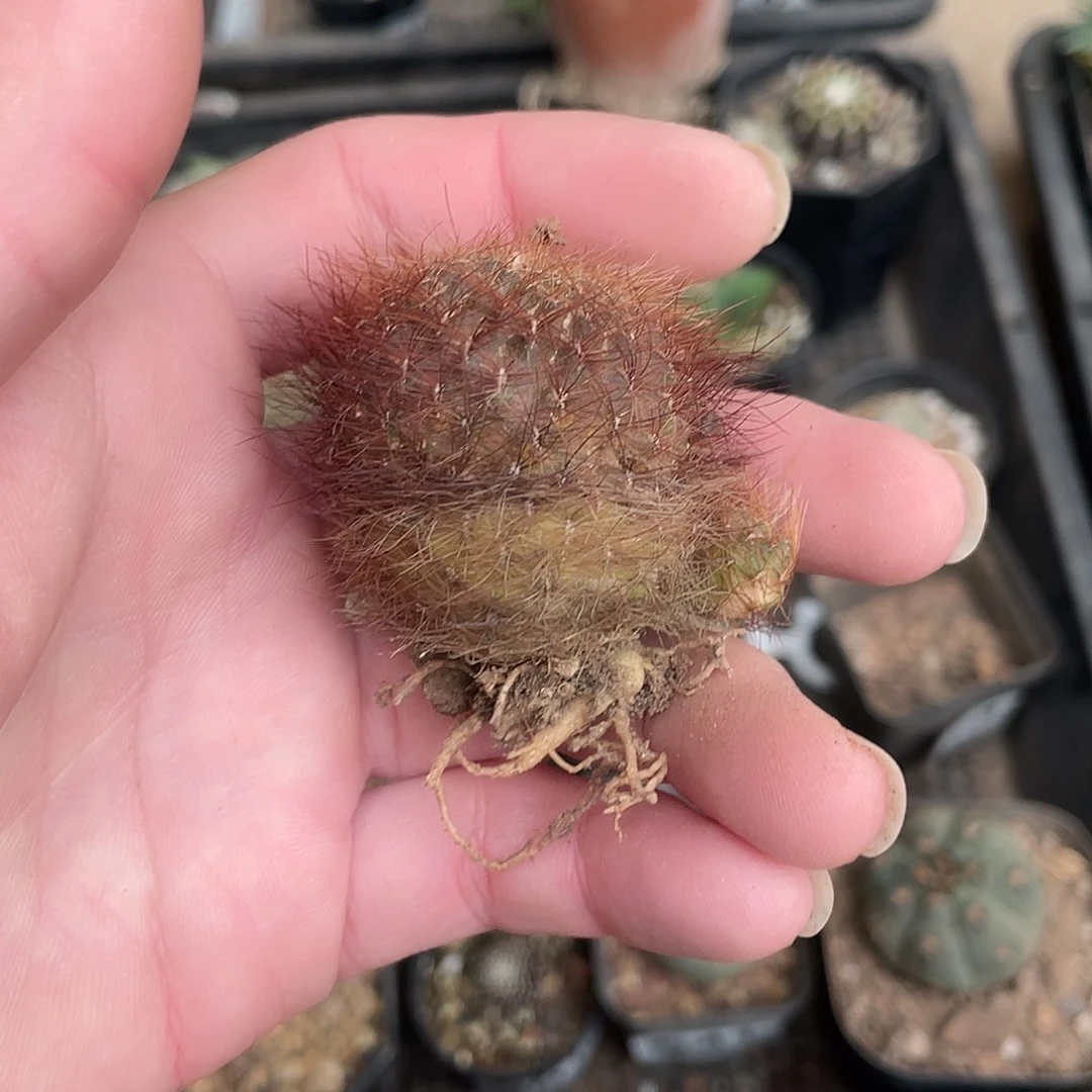 673百丝巢（满18包邮）