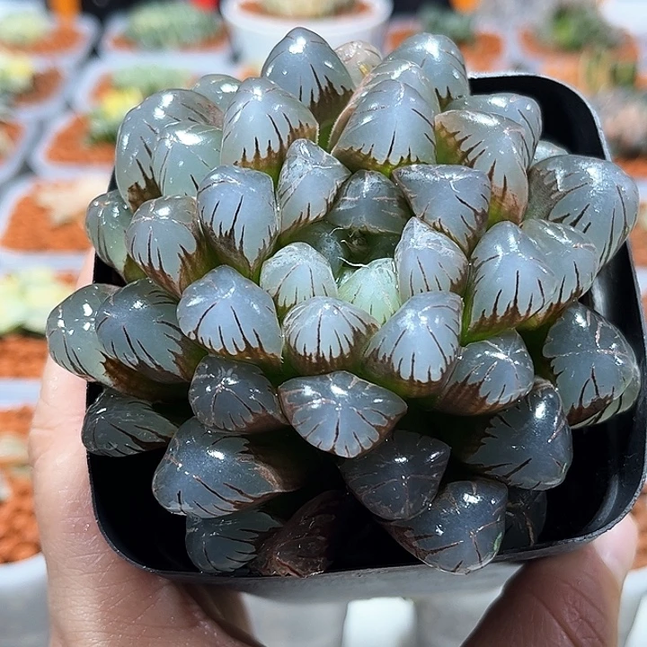 十二卷多肉紫姬灯