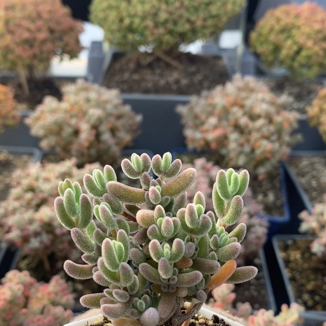 咁****?优选红叶4470枝干番杏