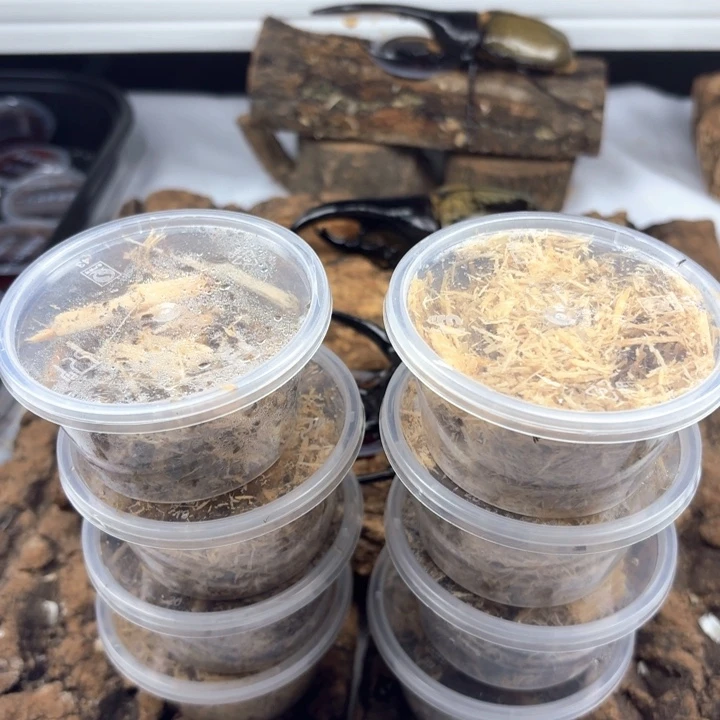 随机锹甲花金龟8盒