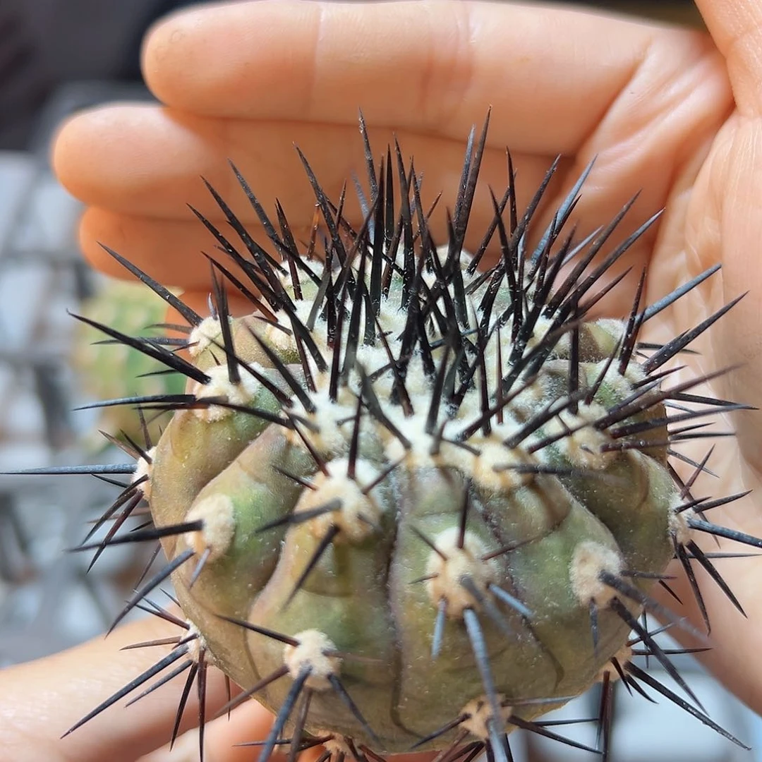 黑王无根6公分1颗