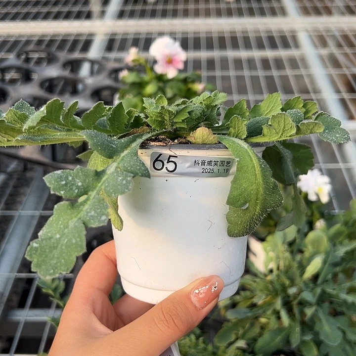 红陶爱***子抖音直播闪拍65