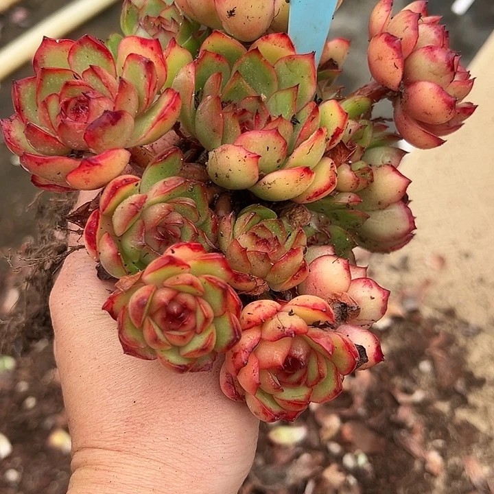 *****27宝丽一个脱土多肉