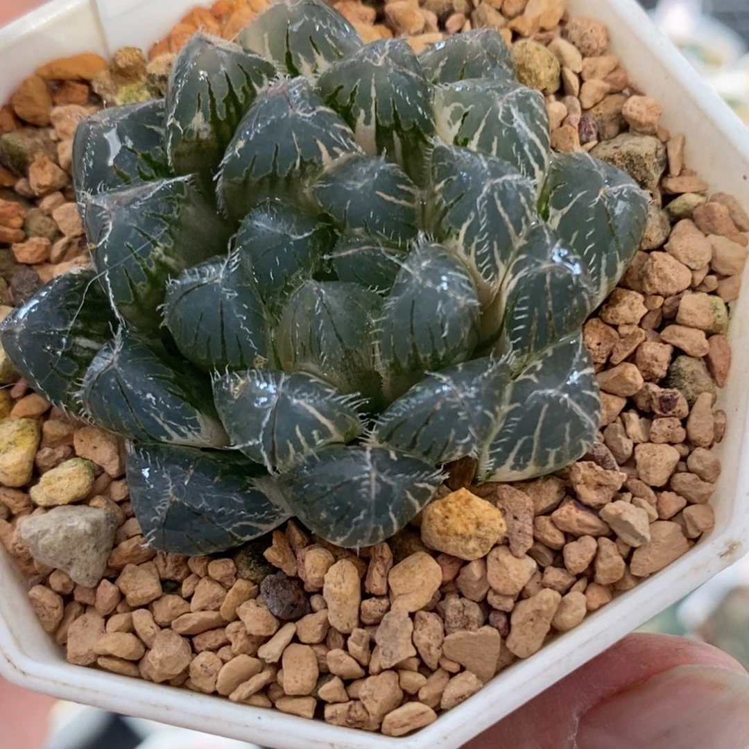 277赤线玉露锦一物一图