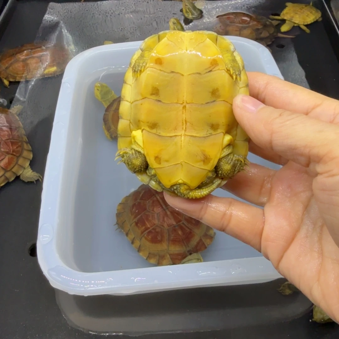 罗***生宠物龟公母搭配背甲7.6