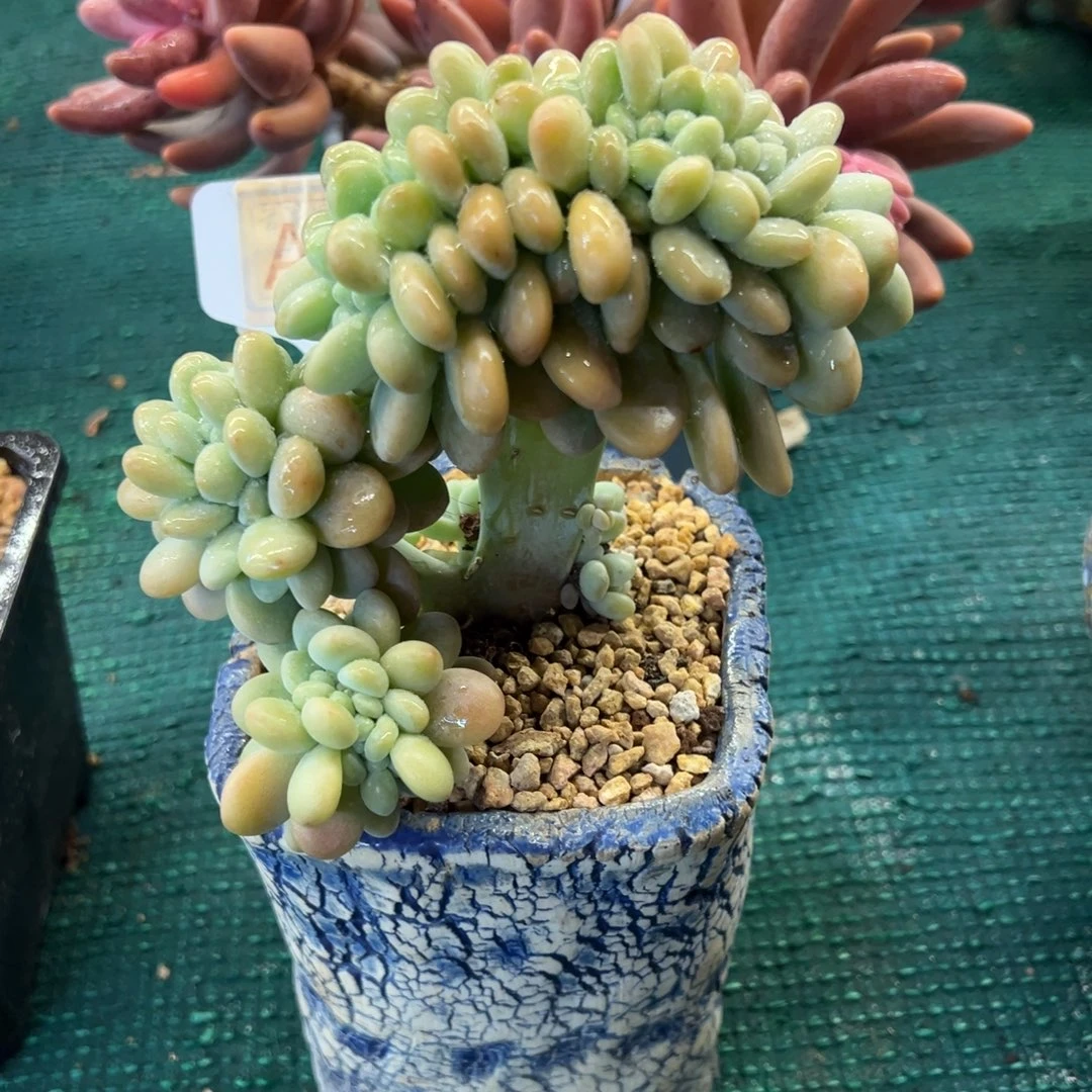 香水洛神缀化，，，，，，，，，，，，，