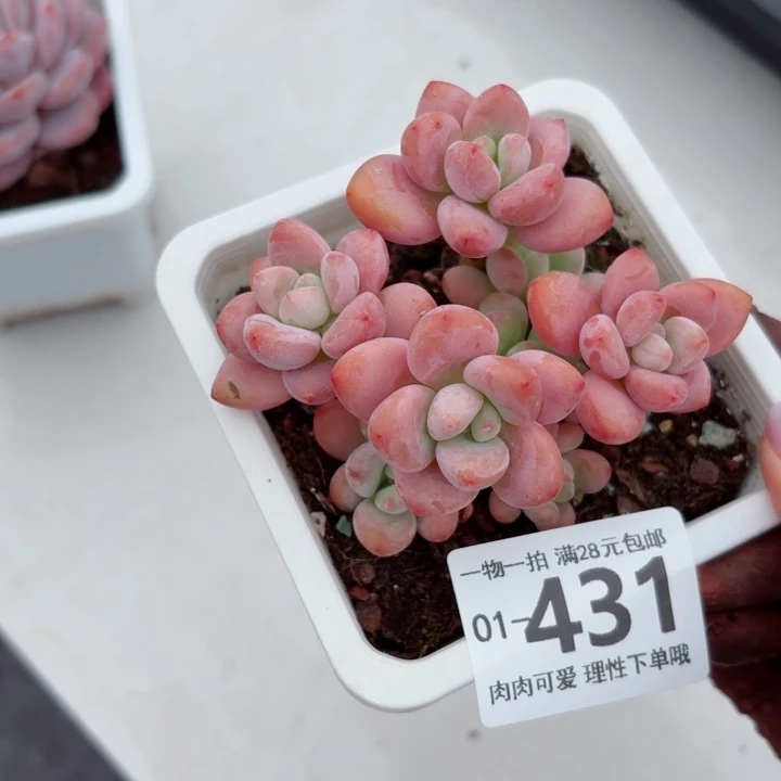 红洛神无盆土发货多