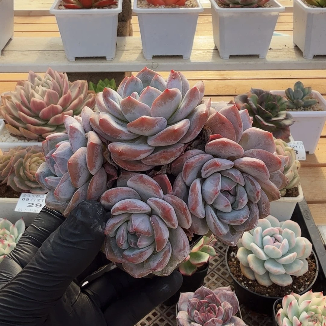 0921-31温斯莱特群