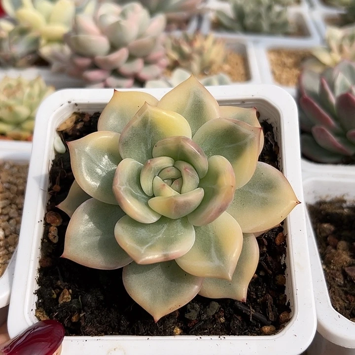 伊丽莎白锦多肉植物