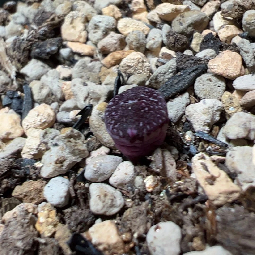 绵***绵黑球体 多肉植物多肉