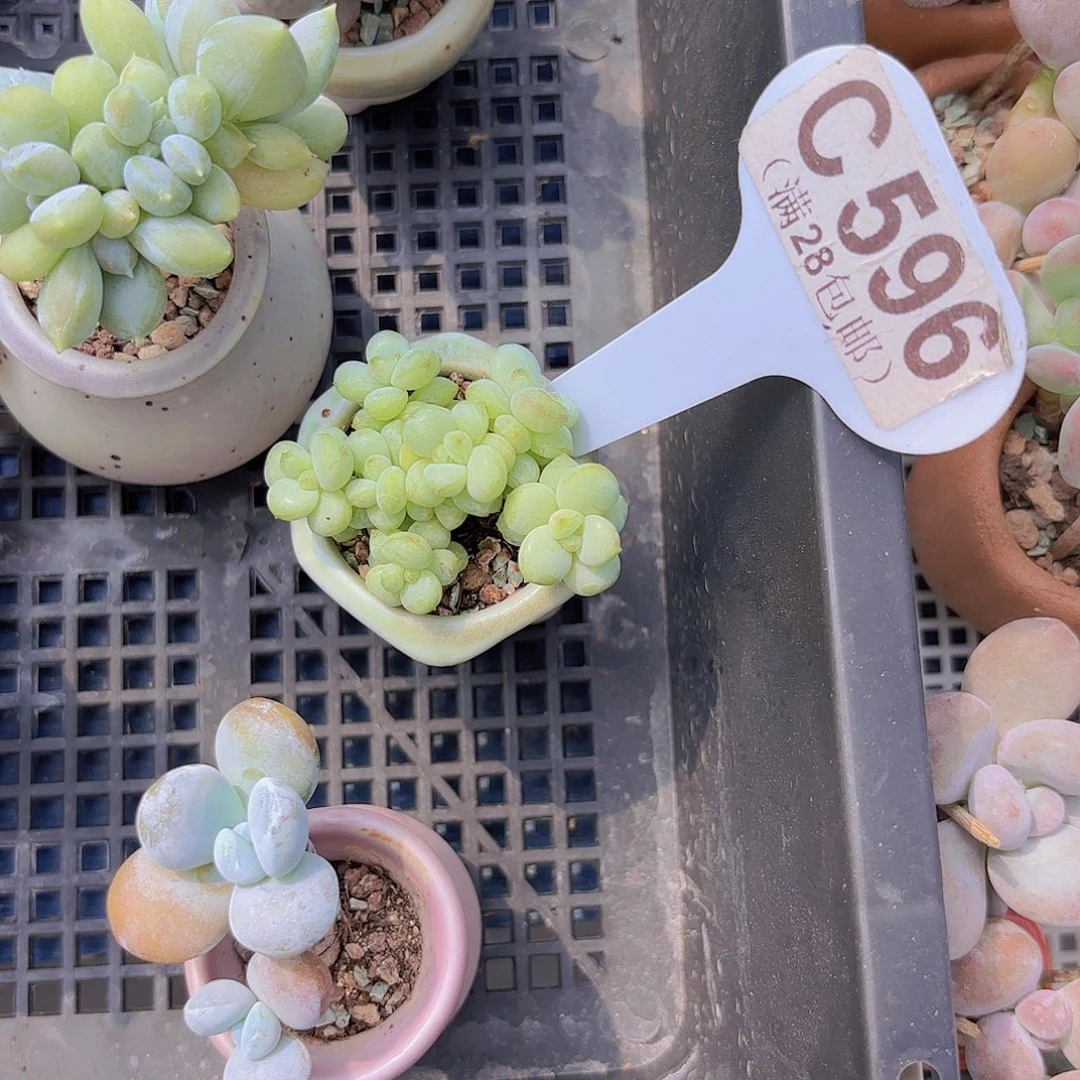 C596阳光玫瑰一物一拍