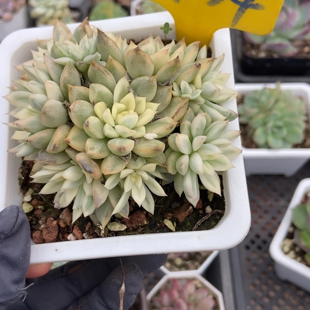 934女雏锦多肉植物