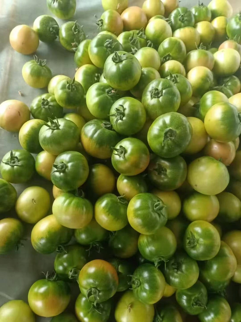 新鲜采摘农产品农家自种铁皮西红柿5斤包邮