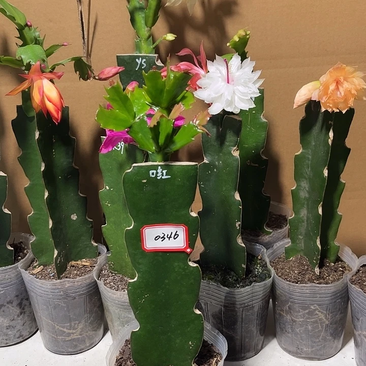 我***当前无花朵，栽培后可花朵口红