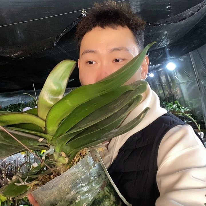 无花朵5寸盲盒蝴蝶兰