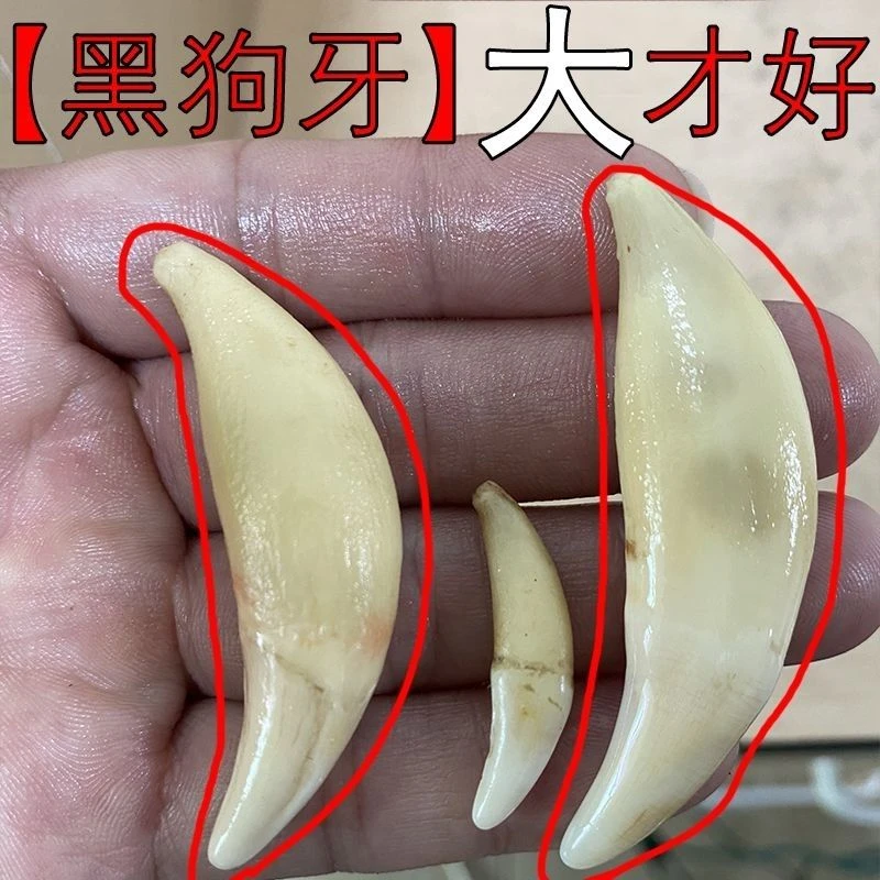 非金属布艺吊坠 正宗狼牙狗牙黑狗狼牙挂件宝宝吊坠儿童藏獒饰品