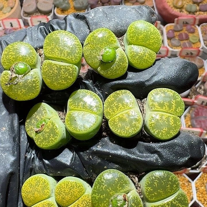 生石花2/：。在。  62号