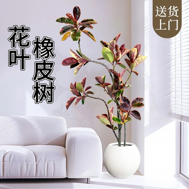 花金刚网红橡皮树客厅大型盆栽绿植办公室吸甲醛观叶植物真树高级