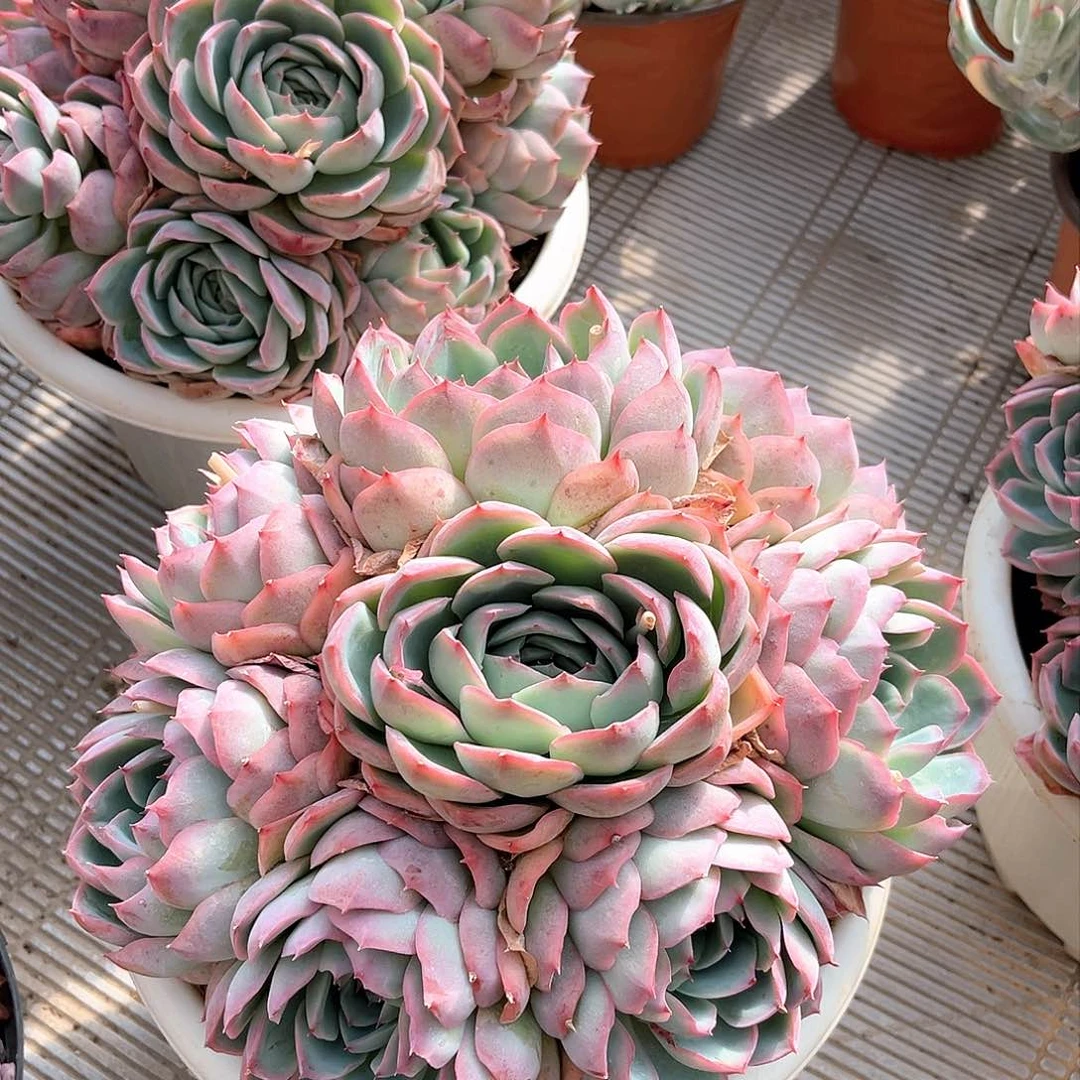 侧影群小美66666