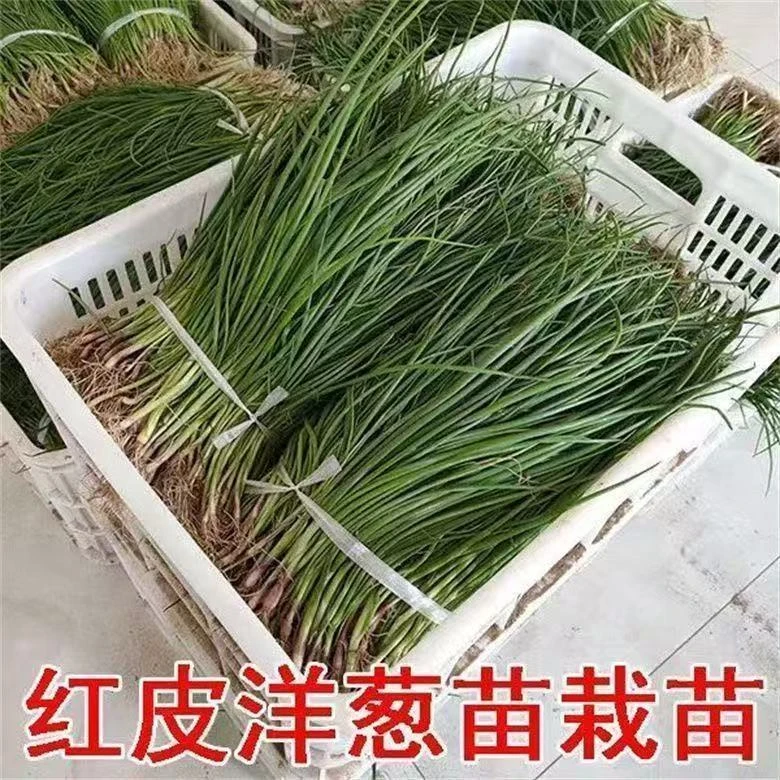 优选优质洋葱苗水果红皮葱头苗便宜葱苗耐寒种养专用