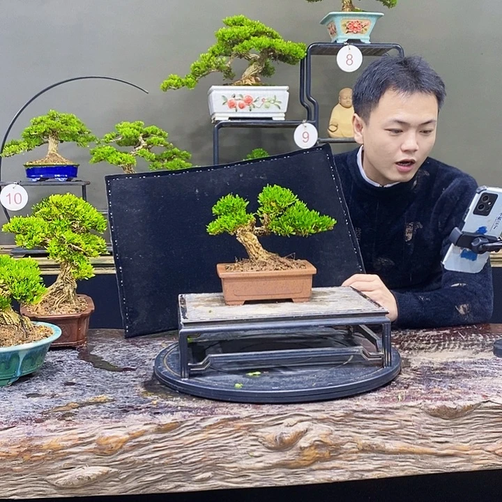 无花朵黄杨盆景四季常青