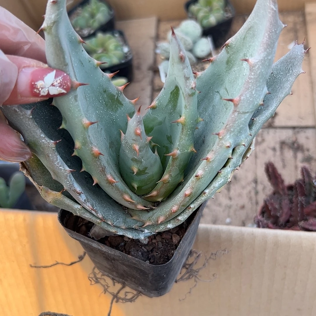 多肉植物芦荟单头