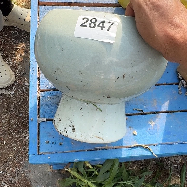2847花盆一物一拍