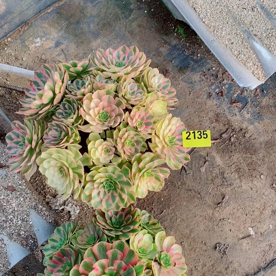 এ***༊雨荷多肉法师2135多肉法师