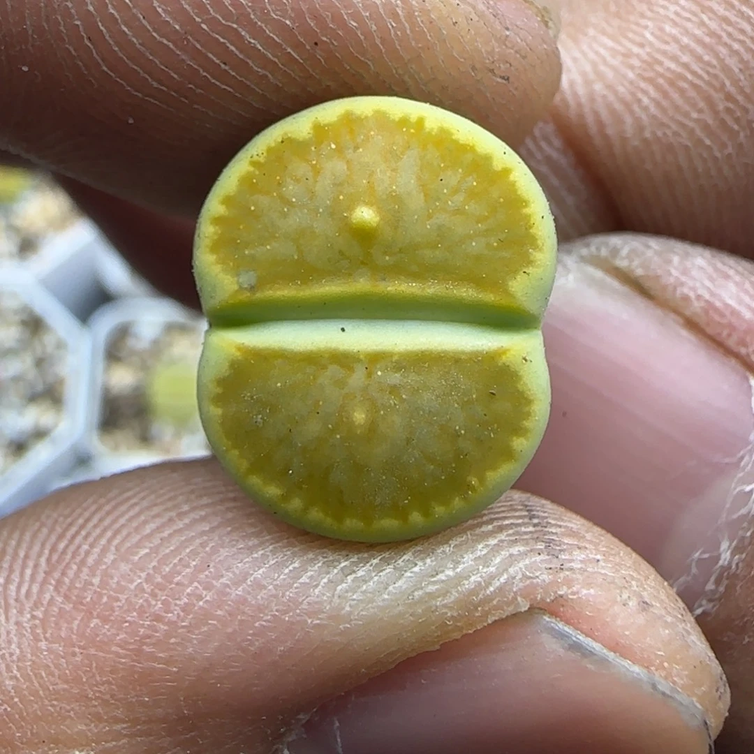 041 生石花大棚直播