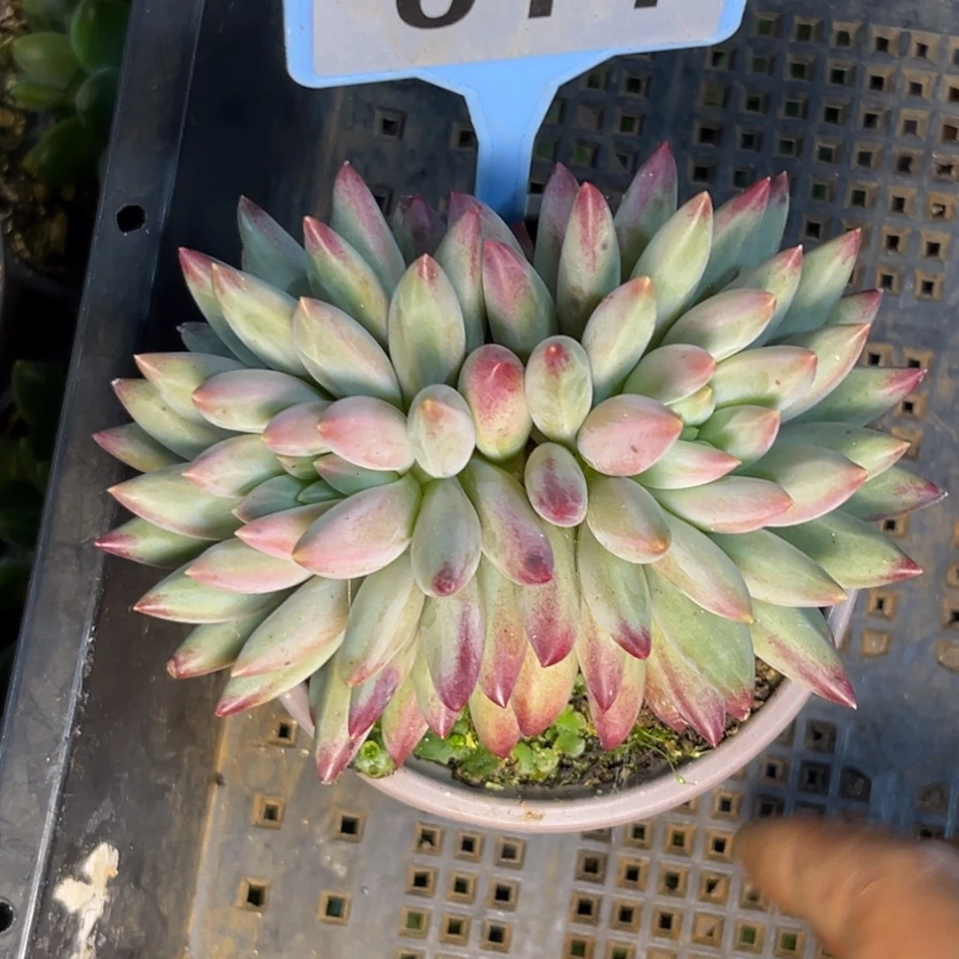 多肉植物白体虞美人014
