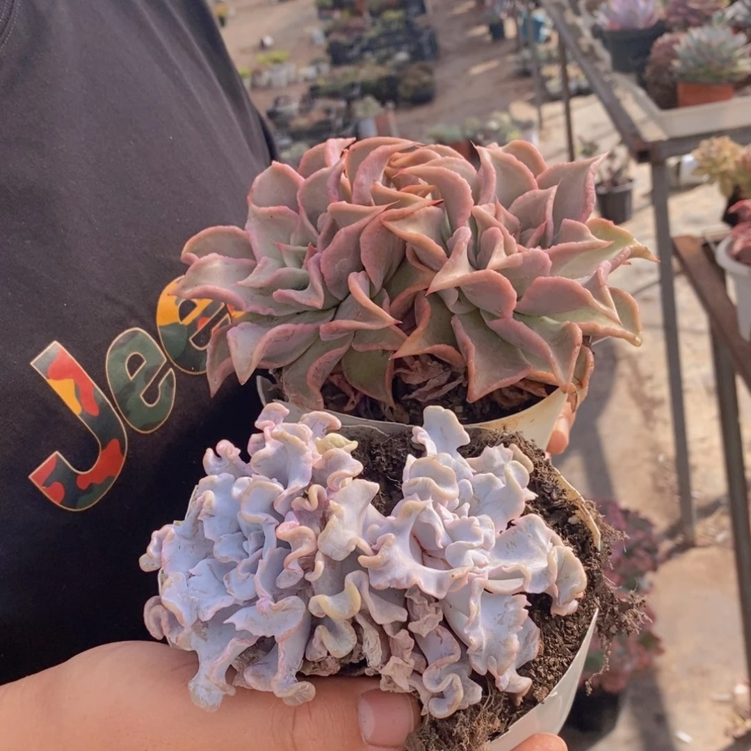 芭蕾舞者，饺子皮双头各一